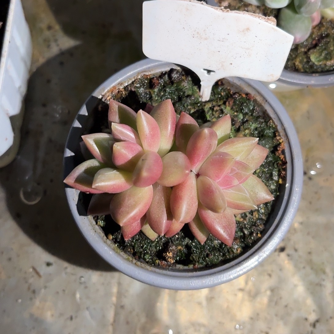 迷雾泡泡7777777777777777