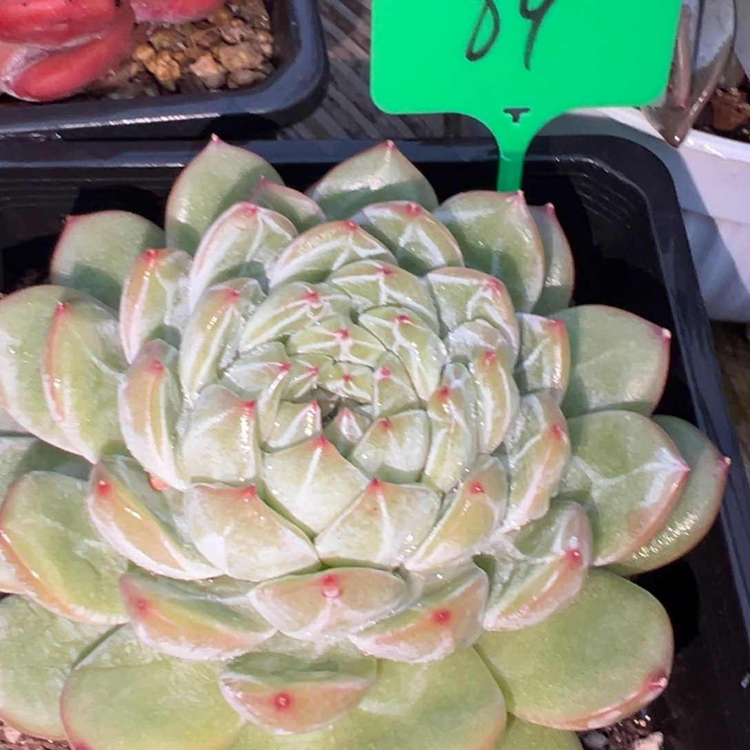 点***点89号雪花珍妮多肉植物15