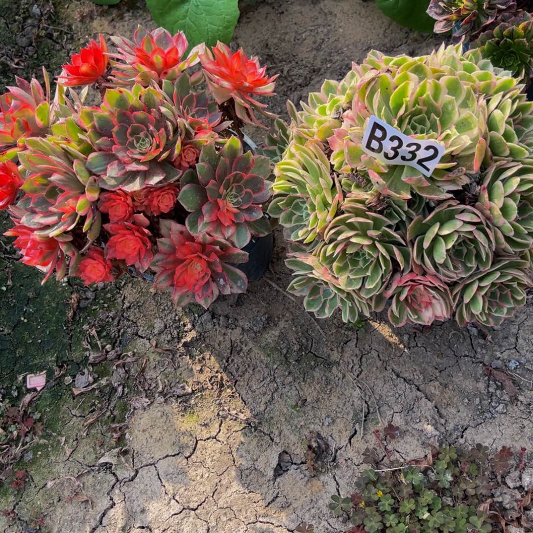 两盆法师26///14包邮