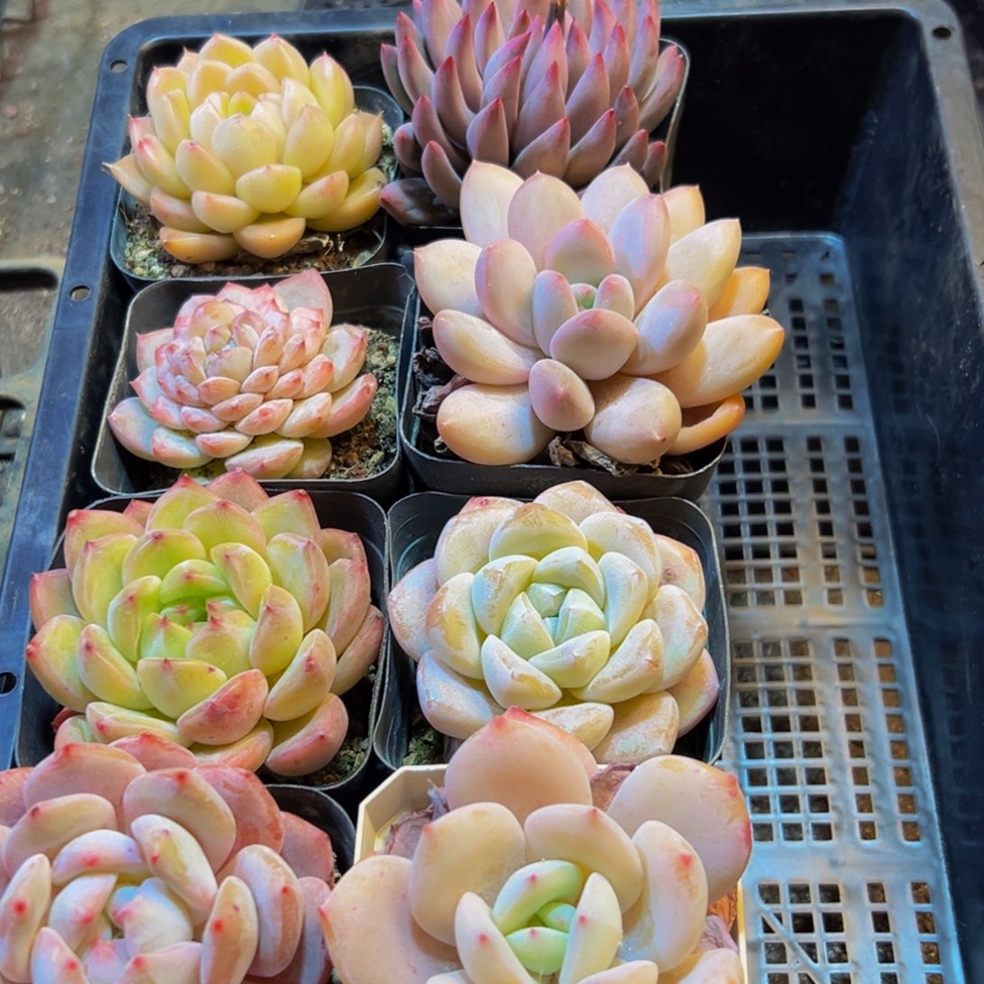 300多肉葡萄的价格是