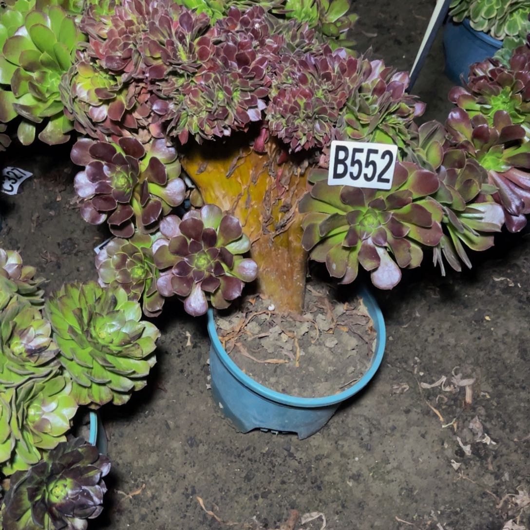 荷兰法师28/////51包邮