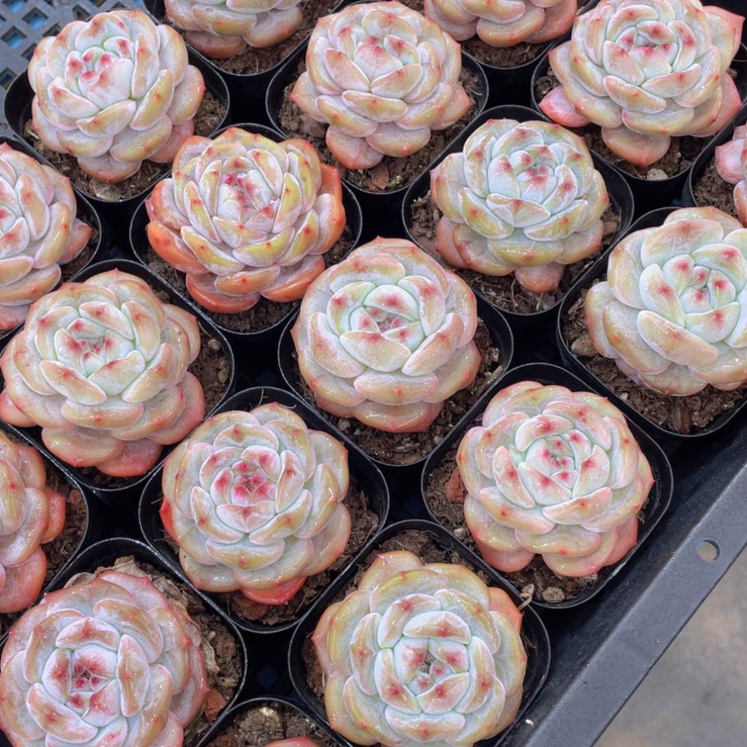 量拍3号紫皮石榴籽星影单头两个