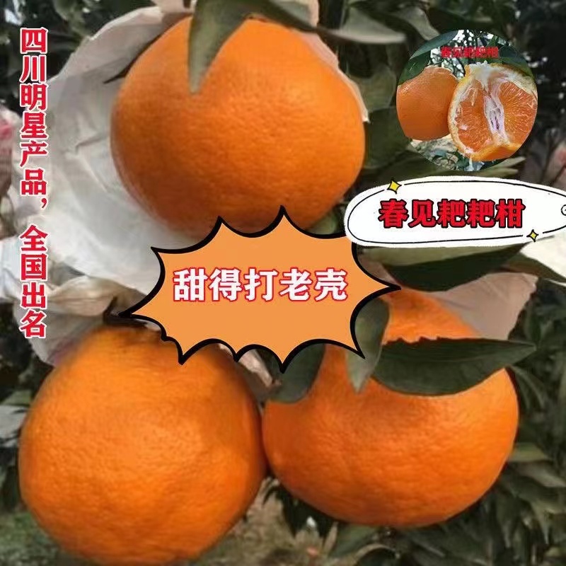 四川正宗当年嫁接耙耙柑树苗盆栽地栽庭院种植柑橘果树苗包对版