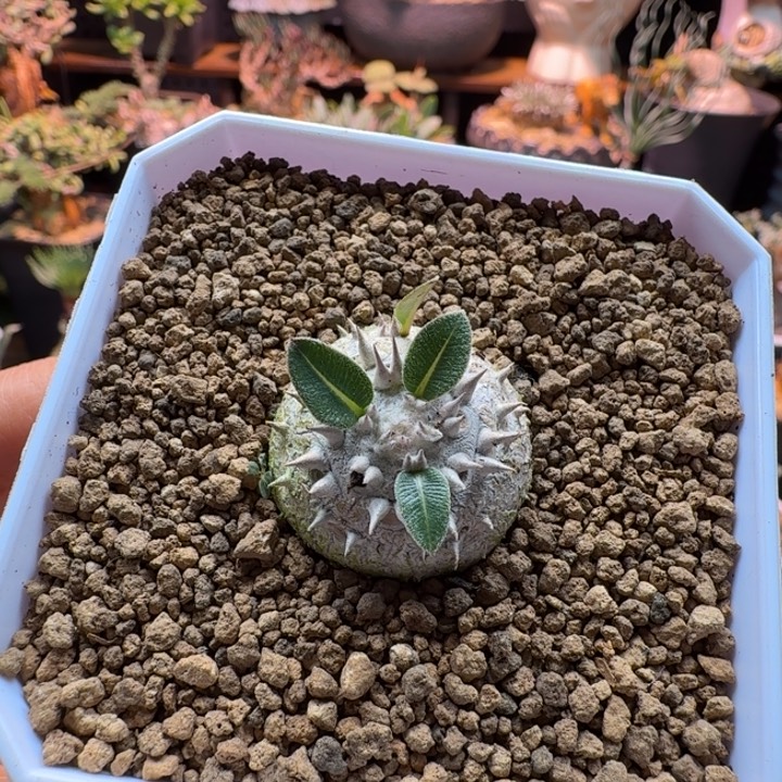 肥***6慧比大黑492 仙人球