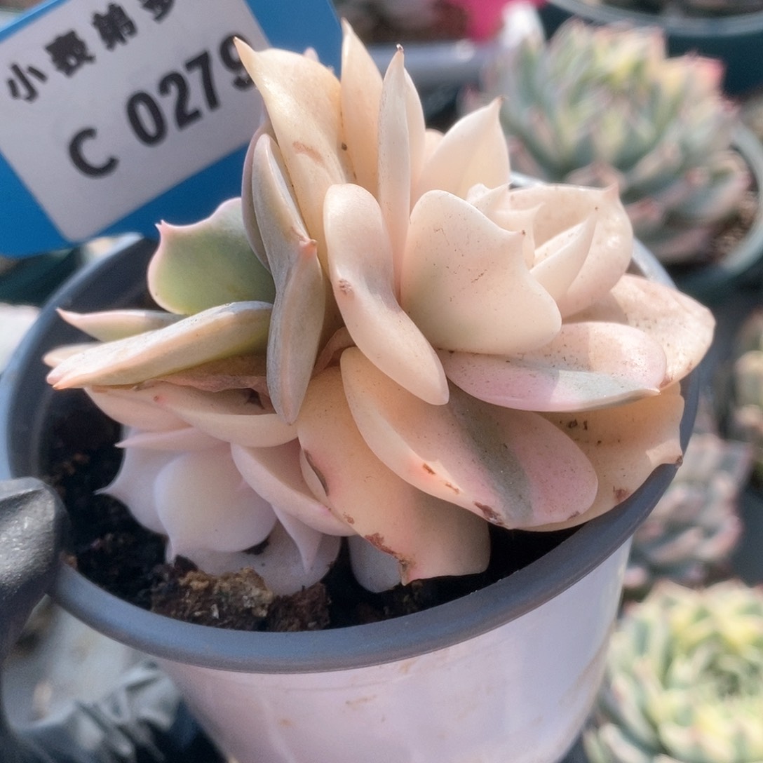 279双子座锦锦锦锦锦锦