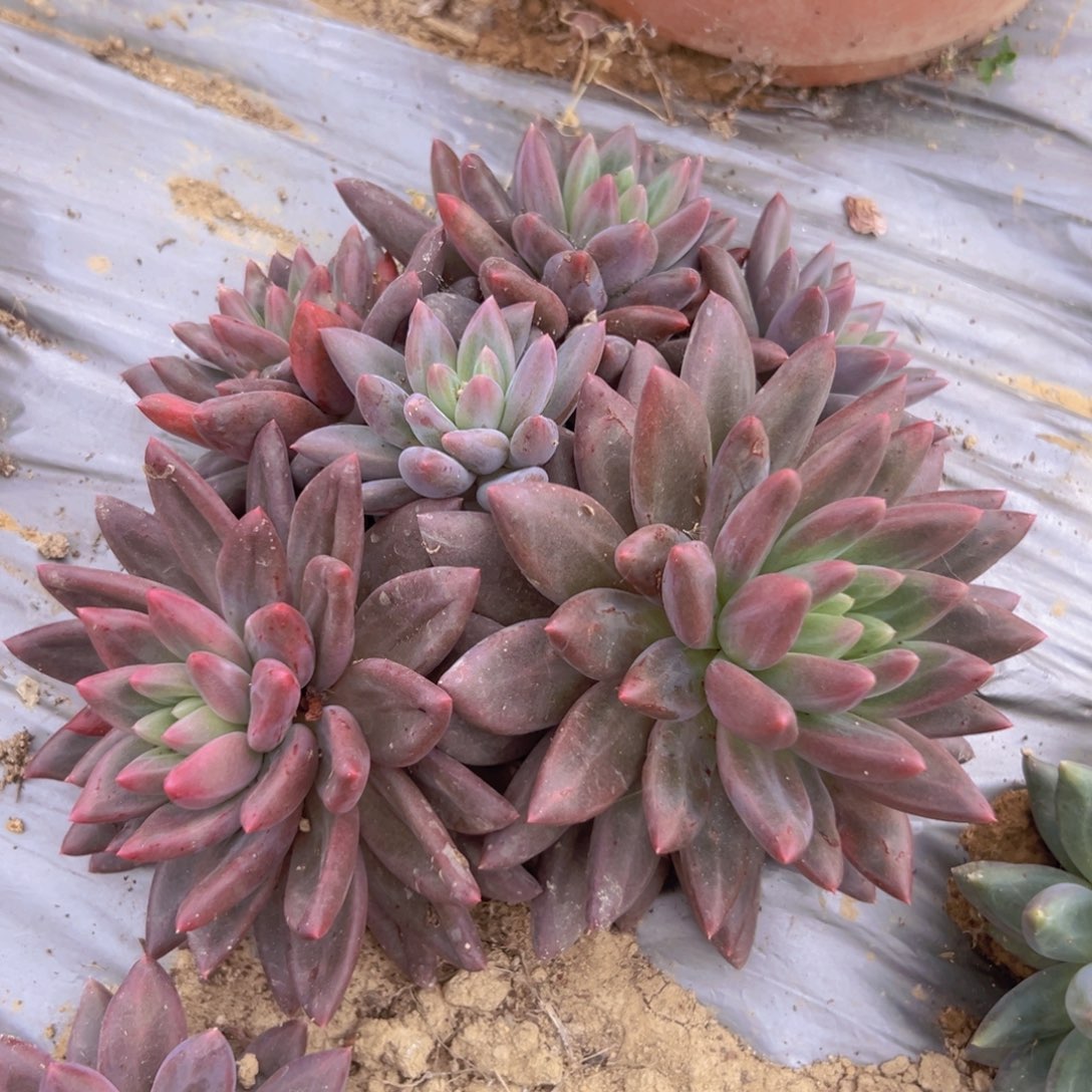 多肉植物地栽脱土发8号