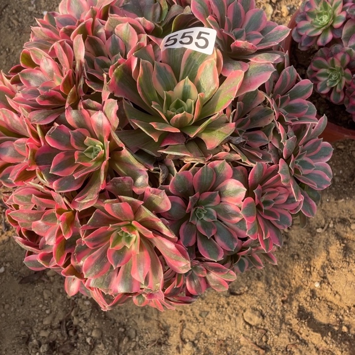 无花朵555女妖多肉植物