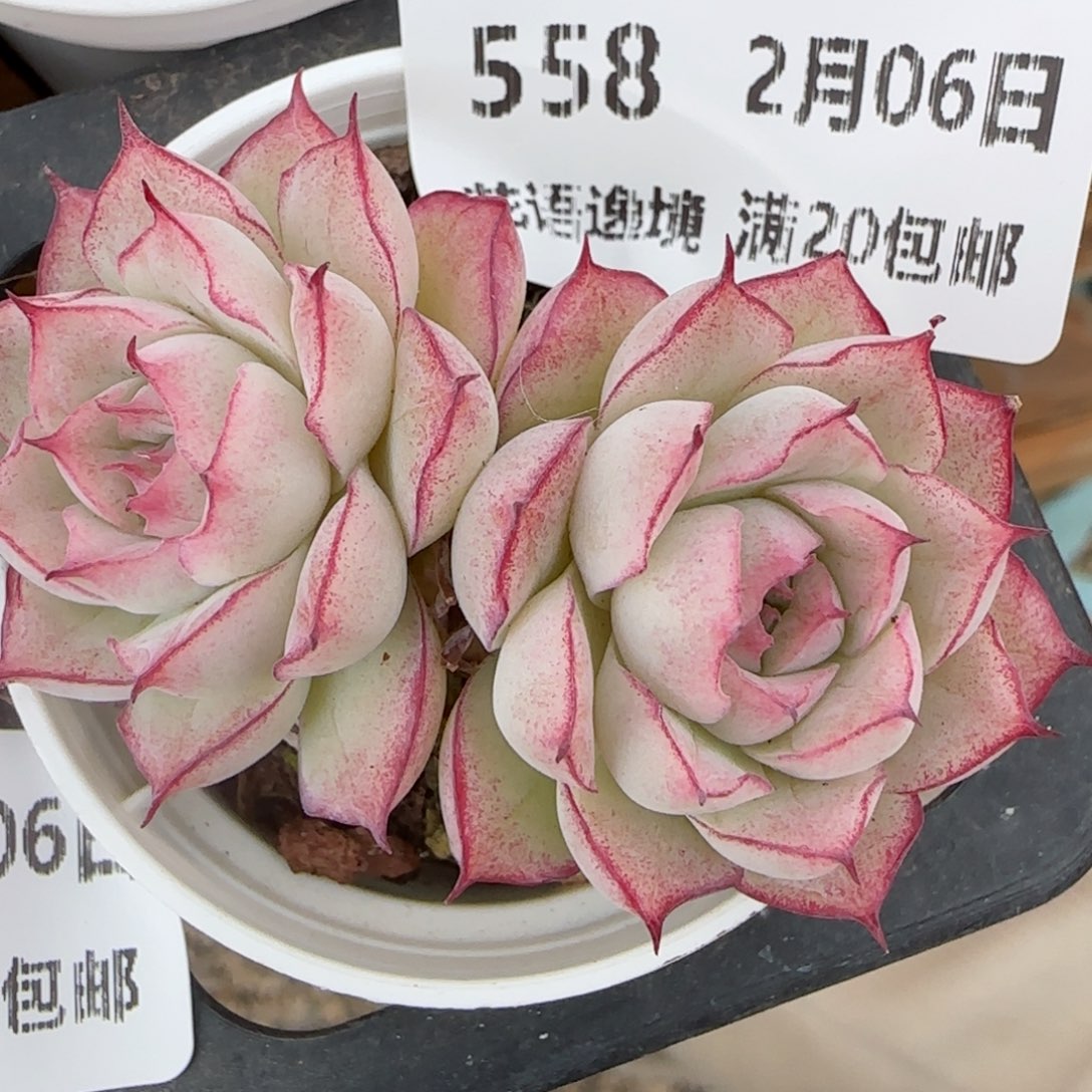 花语逸镜0206-558