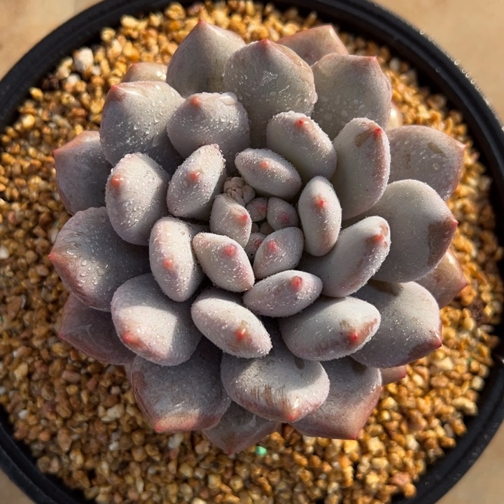 半夏 单头 夏鸣园艺