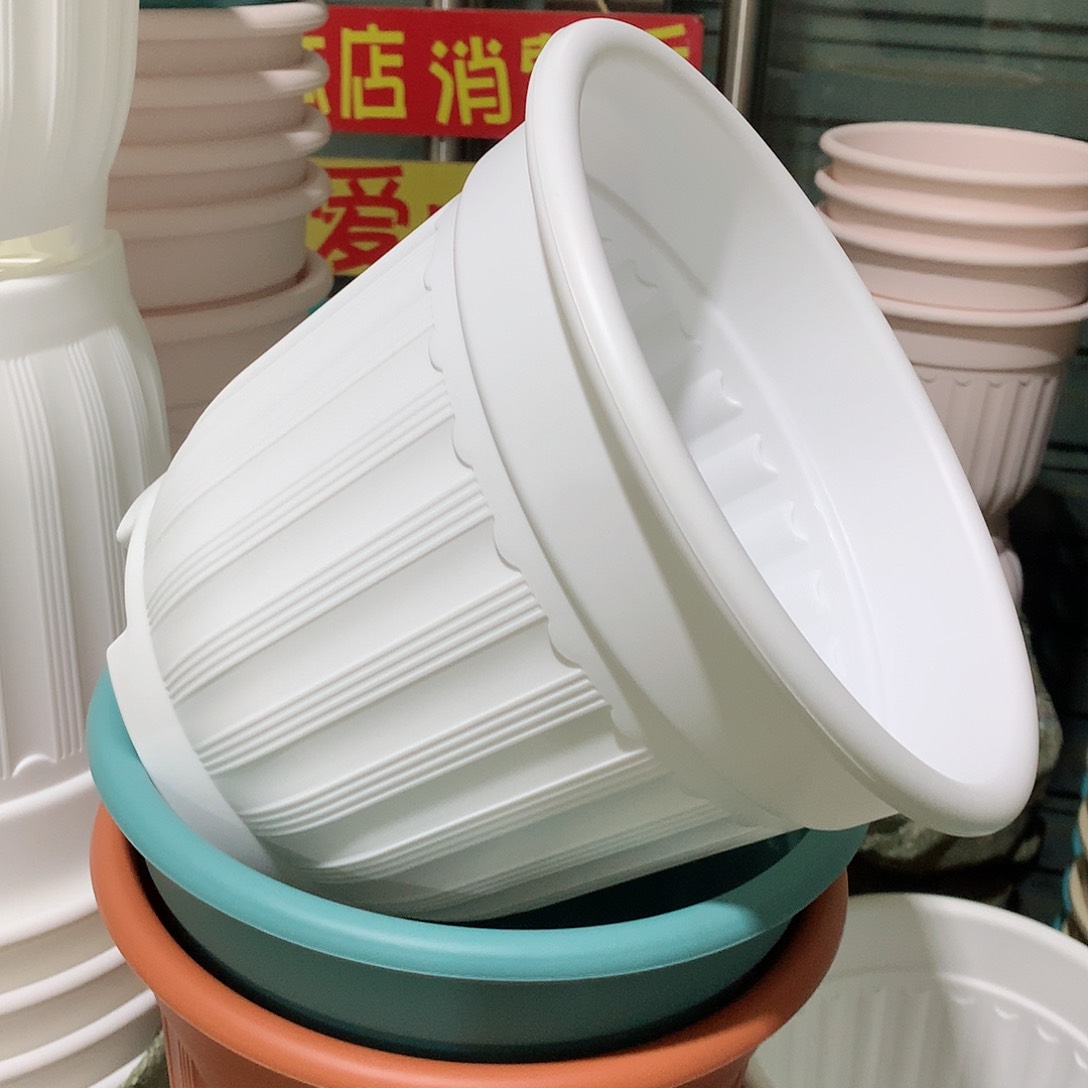 树脂罗马口24白4个无托