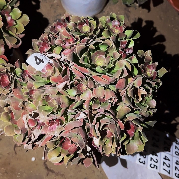 421邵修七彩多肉植物处理不售后