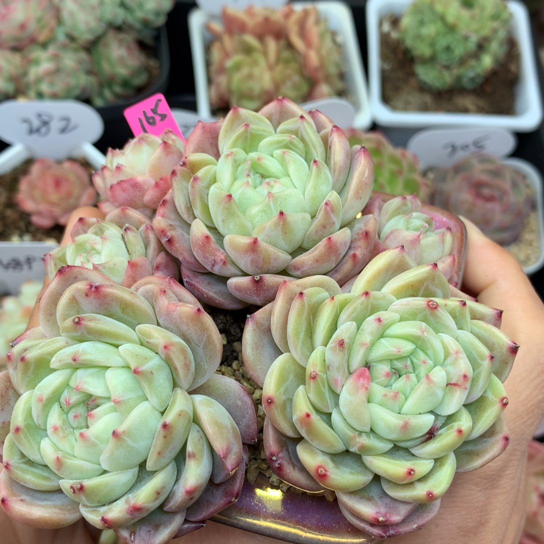 白油透珍妮老桩165