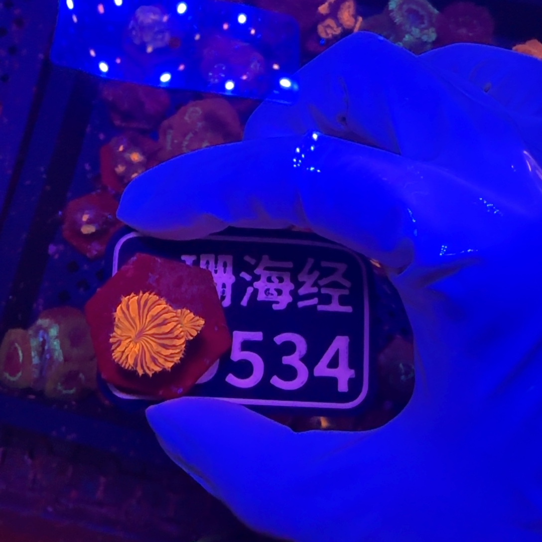 奶***猫纽扣珊瑚又又不包邮纽扣脑D53 4