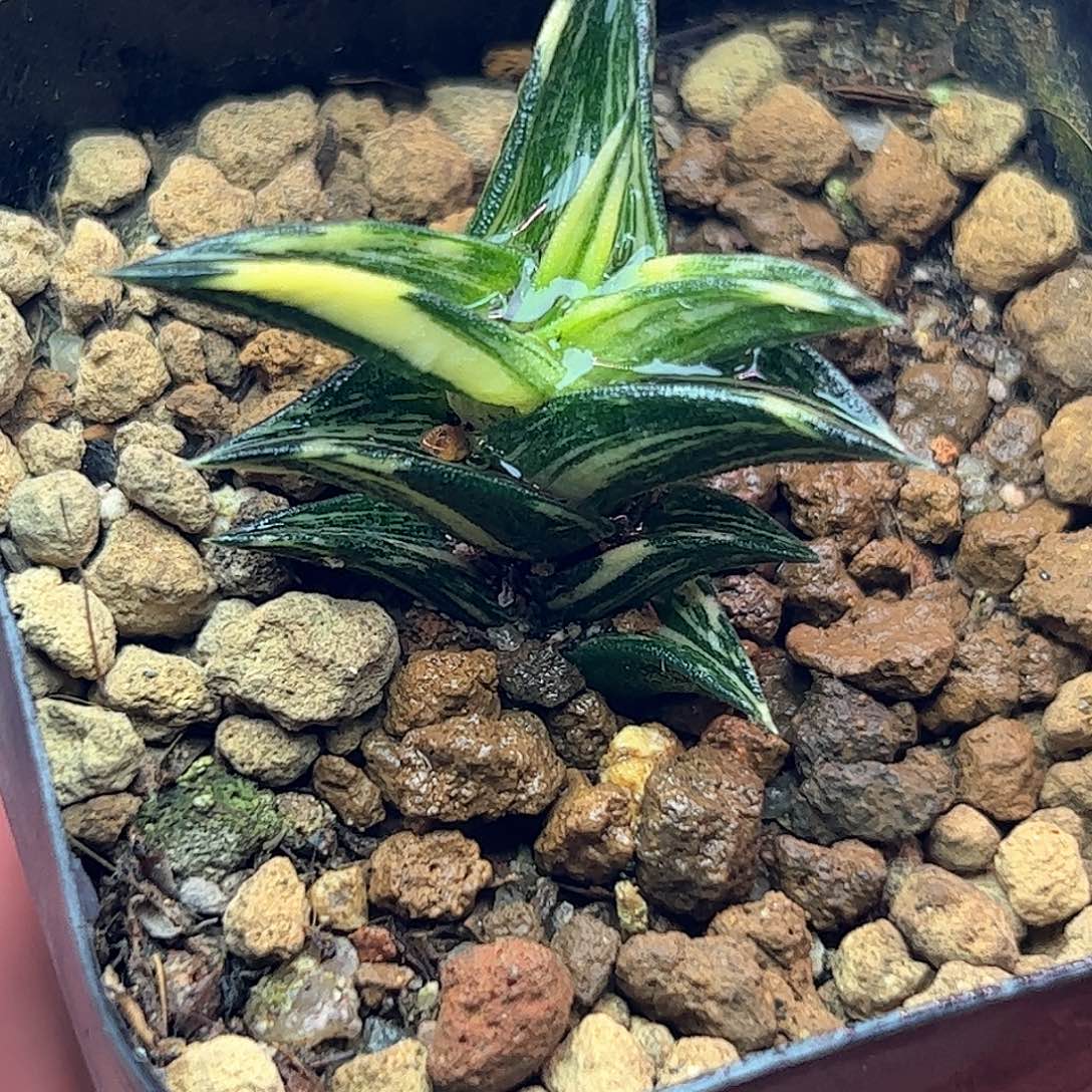 象牙锦十二卷多肉植物园