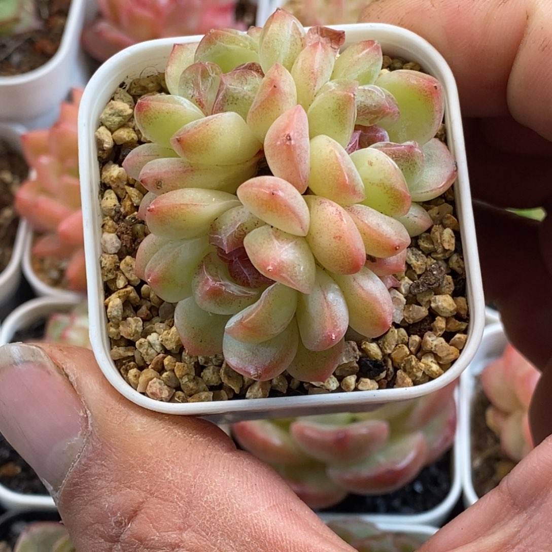 天官赐福百无禁忌