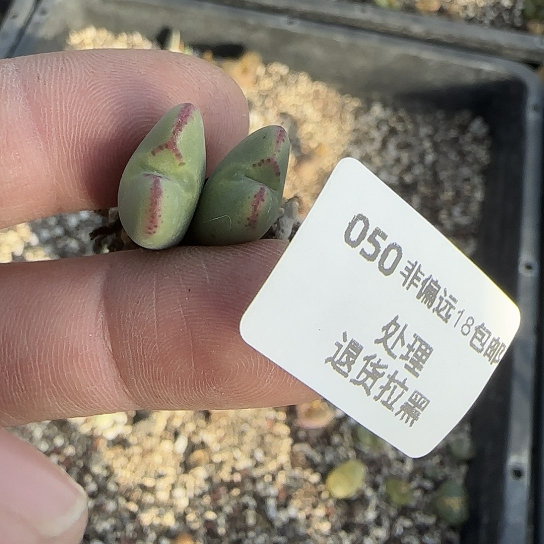 猪***儿050号，2头将，18包邮