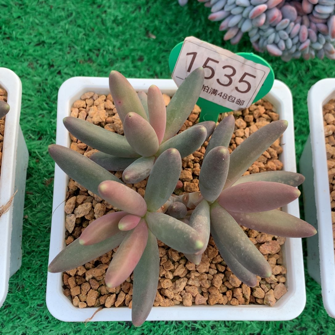 我***看彩体烟花无砍福利价1535