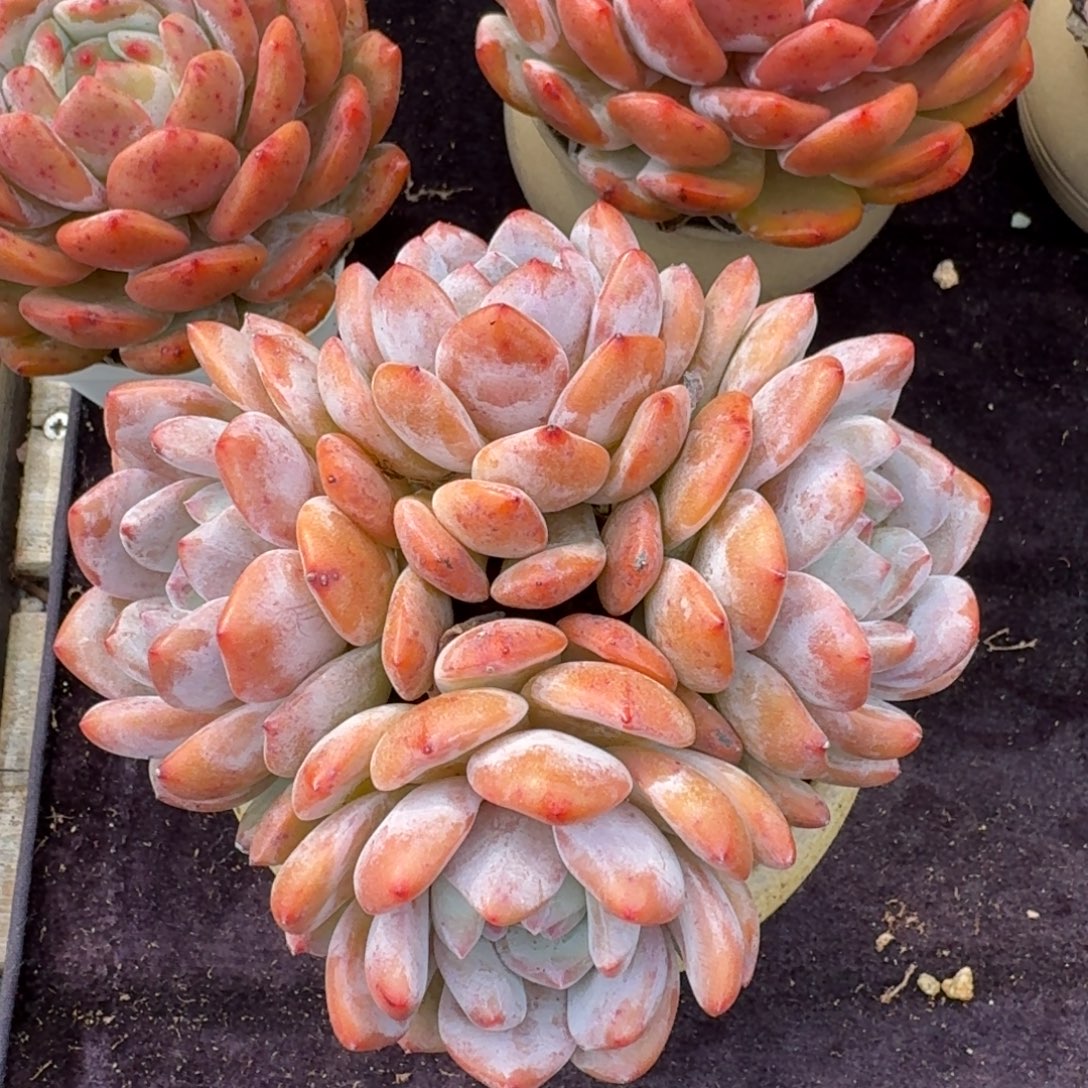 孔雀开屏造型，四个头很匀称