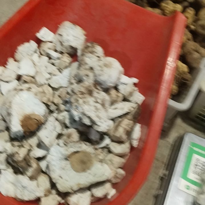 青榄贵州茯苓小块一斤