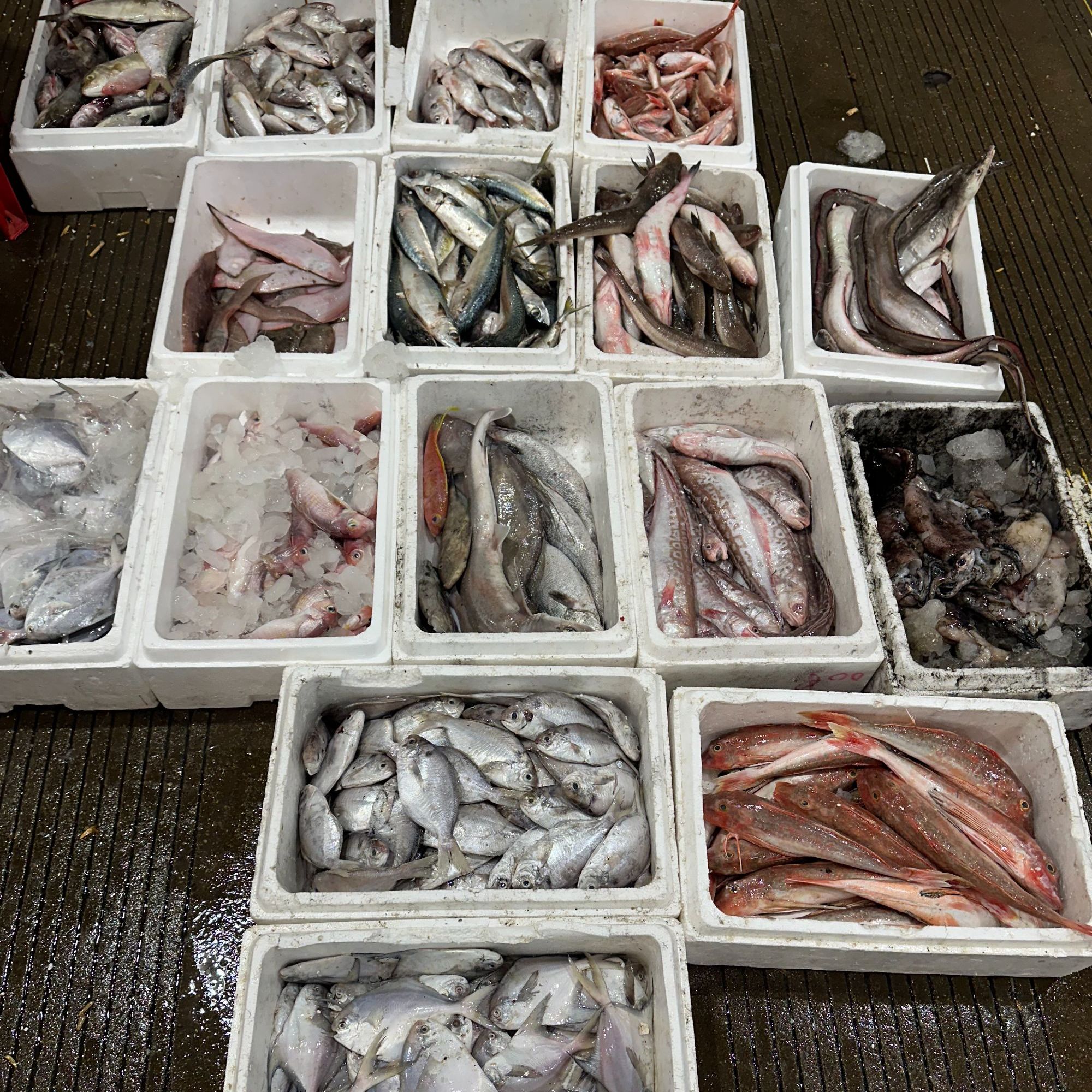 新鲜海捕海杂鱼冷冻发货营养美味适合多种烹饪方式