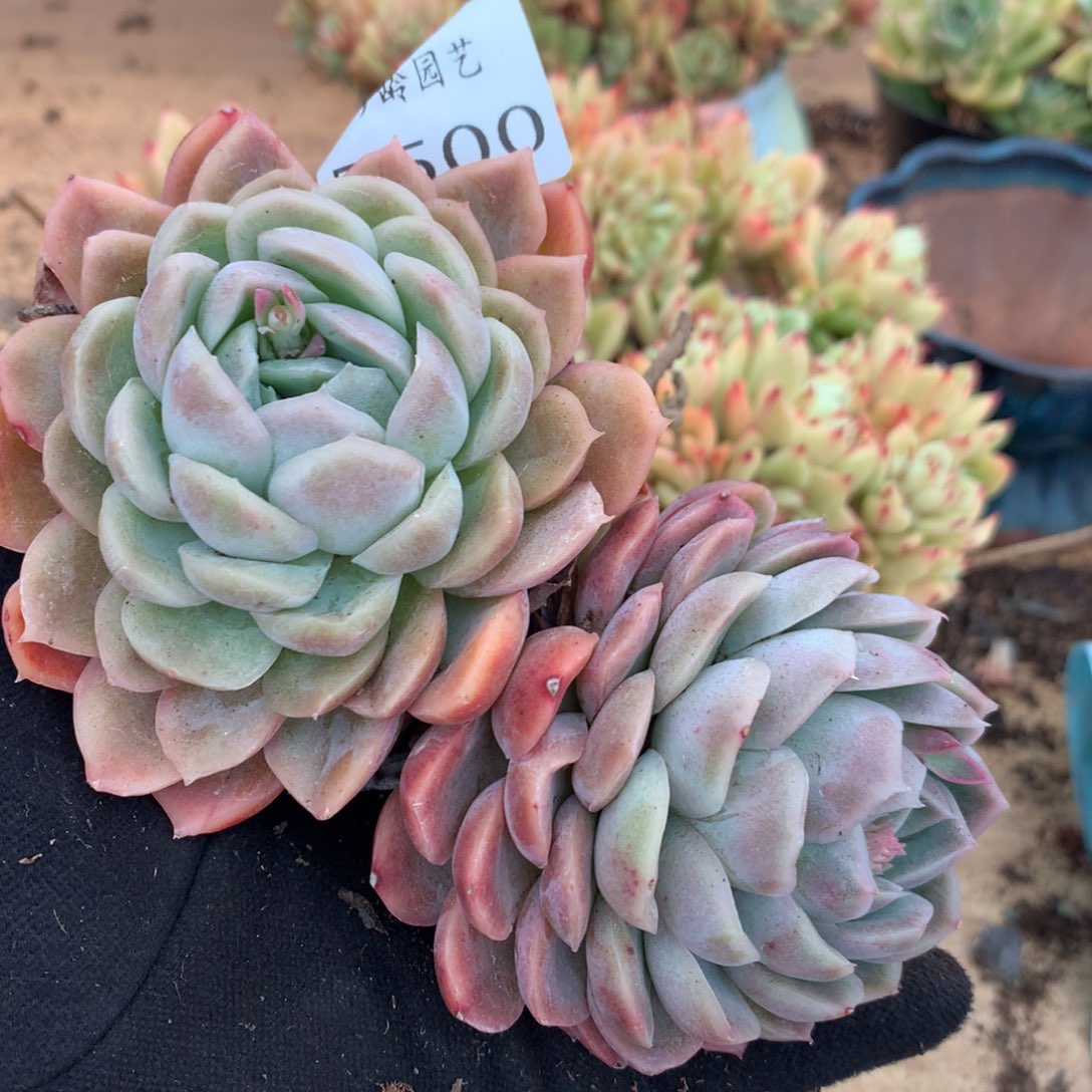 5500杂交多肉植物