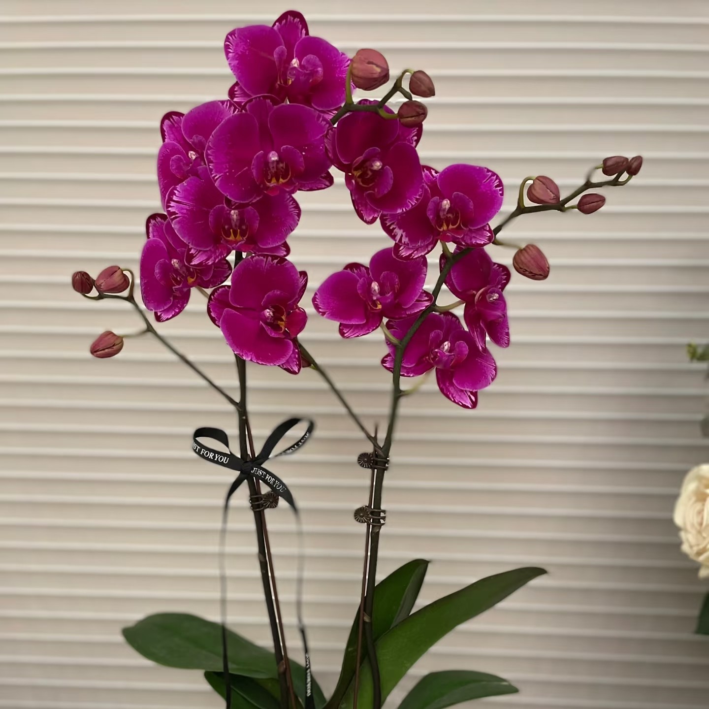【花聚财精选】蝴蝶兰（双星光芒）3.5寸杯 花剑苗 会返祖 介意勿拍