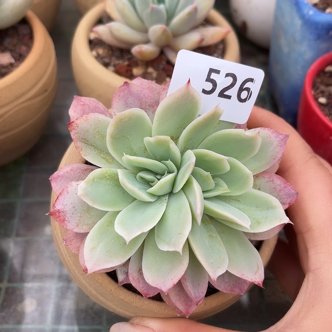 吉安娜。 526。111111111