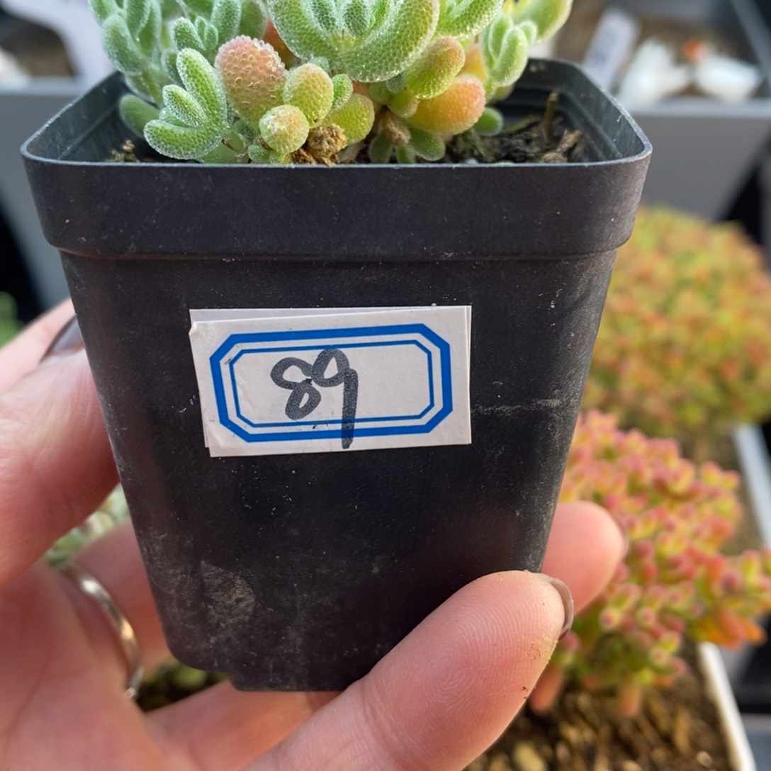 完全开放89号小冰晶（5cm）