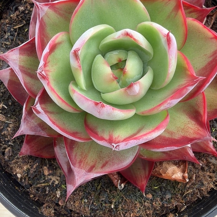 Z***I79号惊鸿仙子多肉