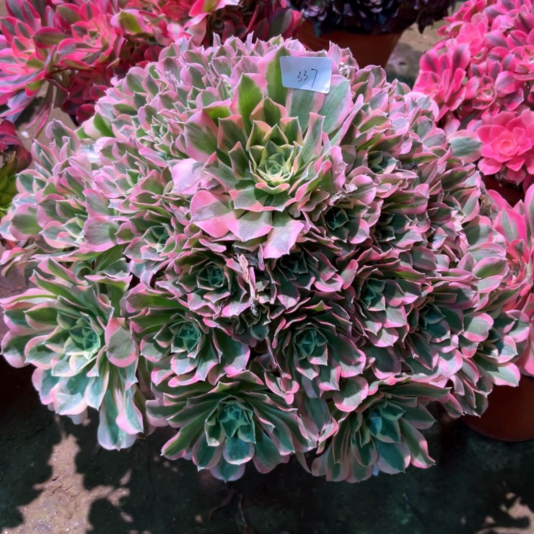 马*多肉植物白凤337