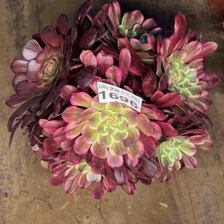 1696水墨画多肉植物