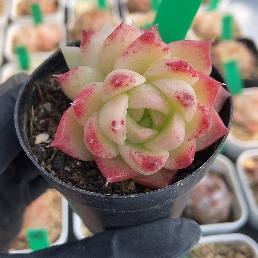 210 星宝精品多肉