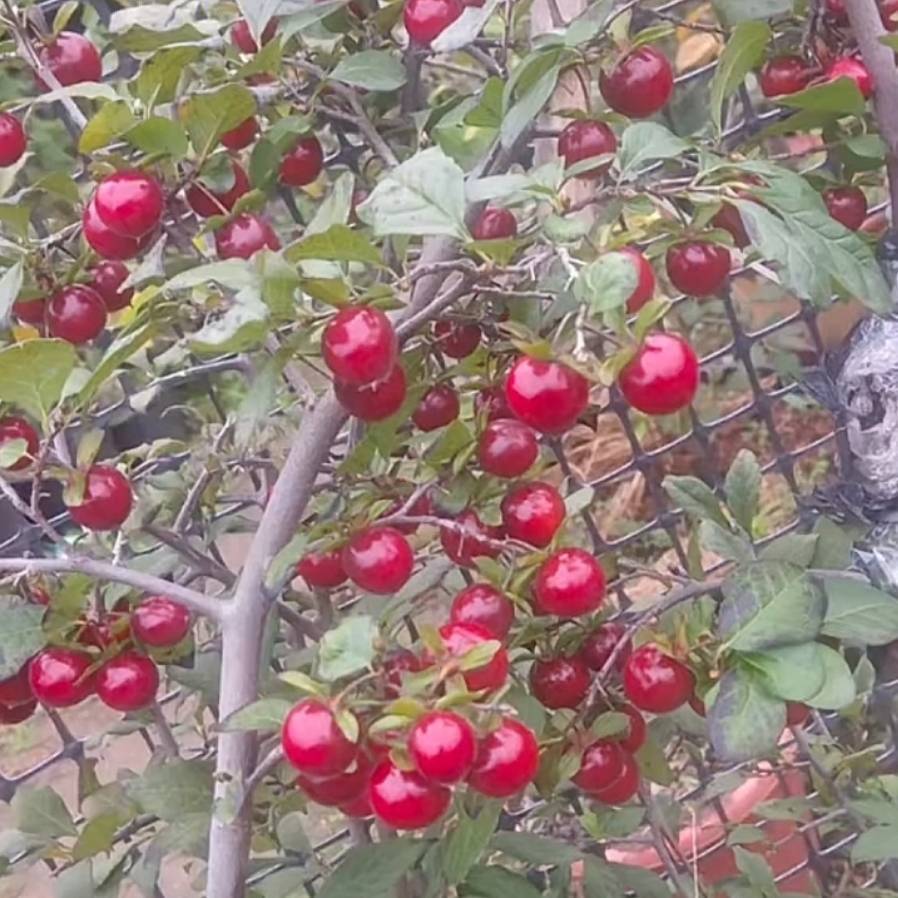 老鸦柿盆景素材直播间一物一拍