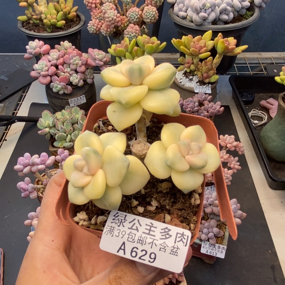 629美杏锦多肉有砍