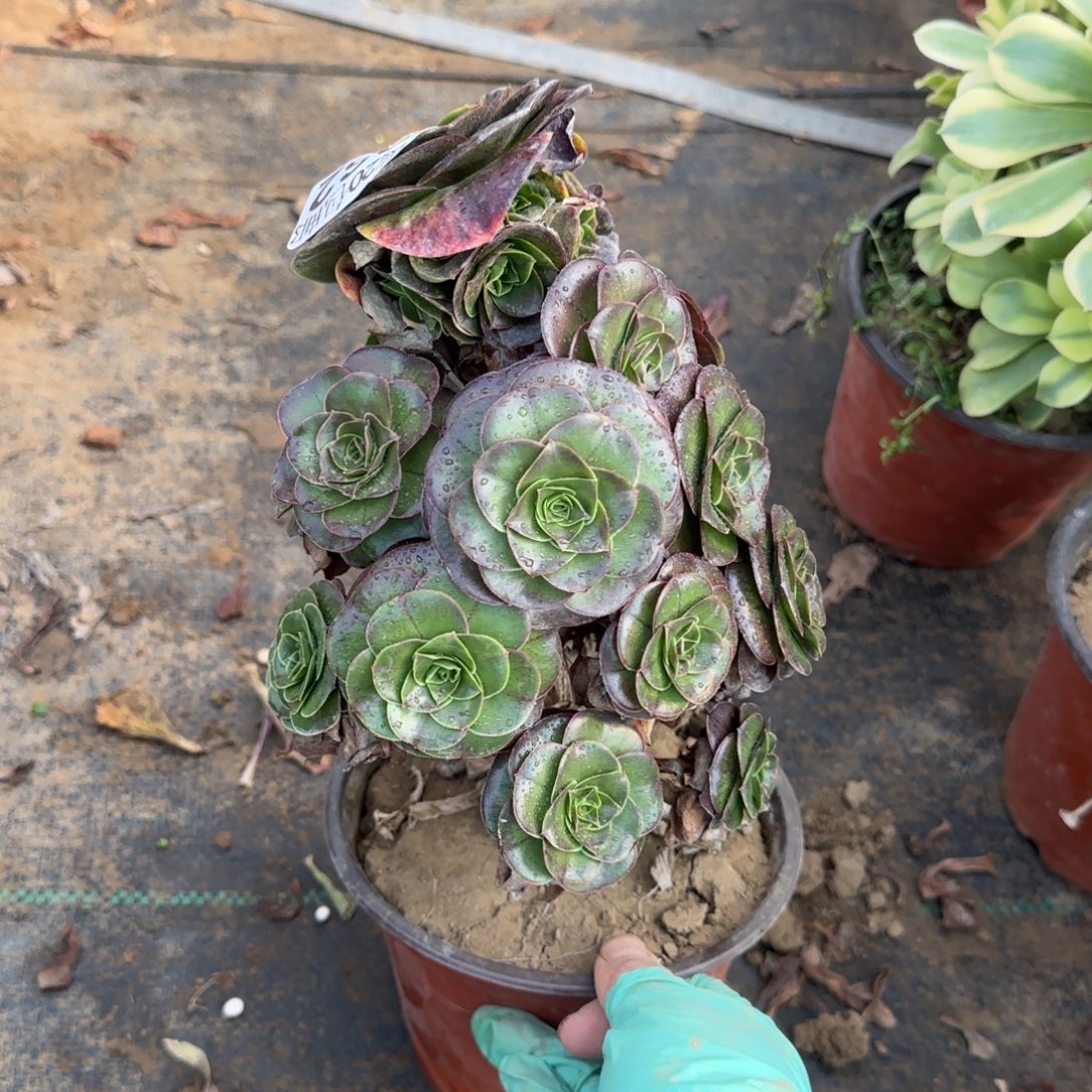 魅金玫瑰062满20包邮断枝不包