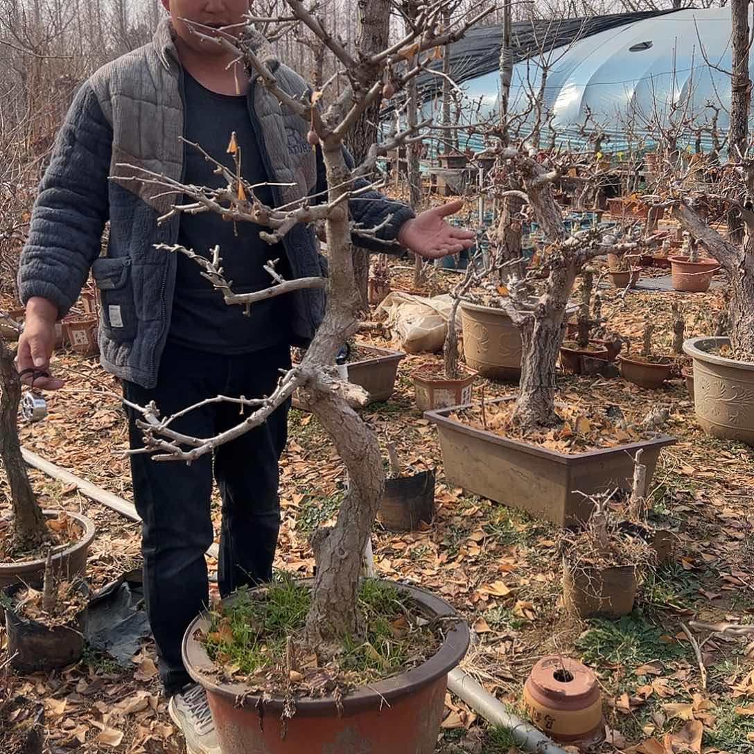 景***艺无花朵4颗银杏盆景