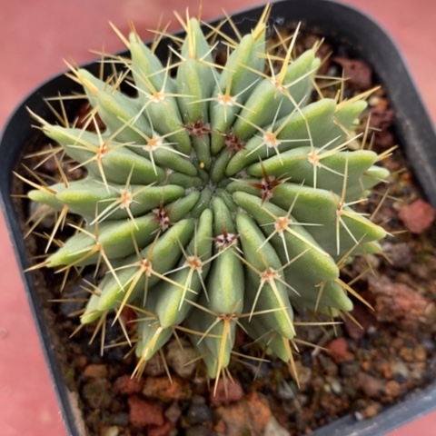 白狮子单5仙人球