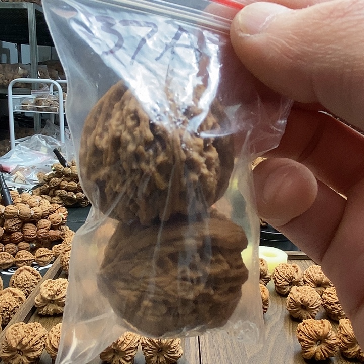 聿***大叶紫檀（黑酸枝木类）凹的