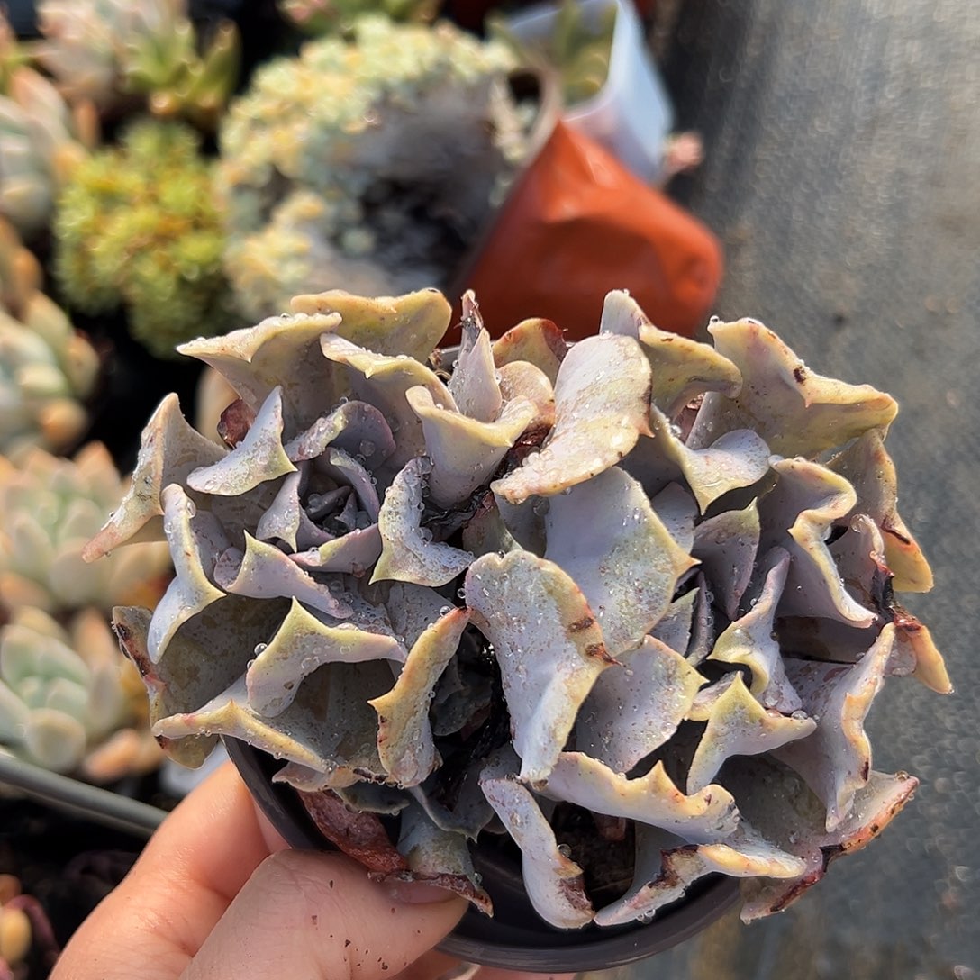 天鹅湖父母植物中央音乐学院中文系