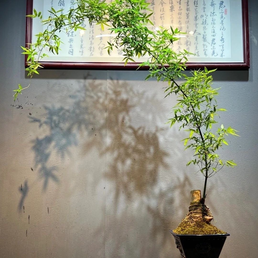 小叶簕竹盆景造型盆栽适合客厅办公室好养活的绿植