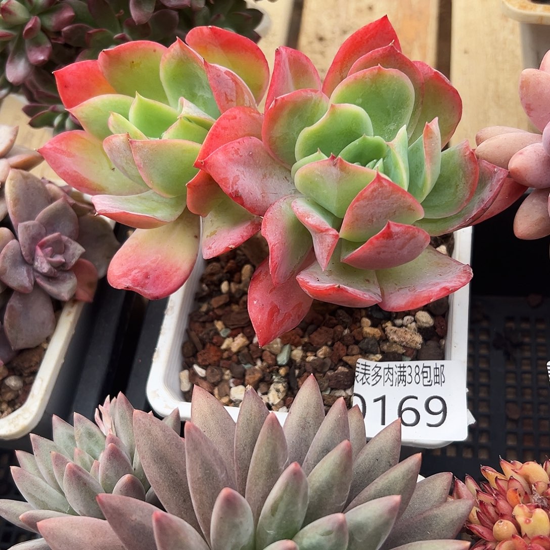 多肉一物一拍植物0169