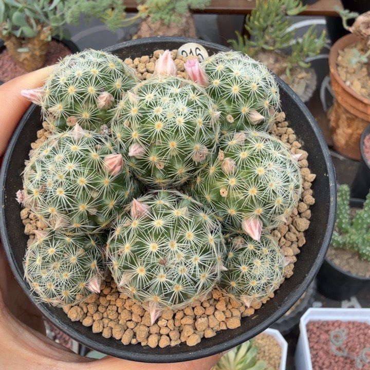 吉赛儿（满28包邮）