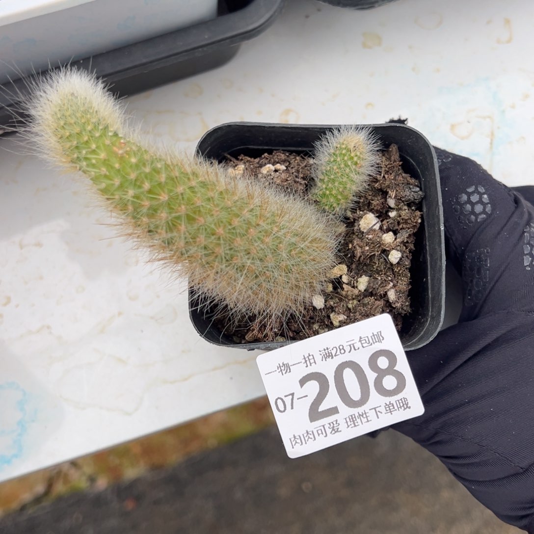 九尾狐，多肉多肉多肉多肉