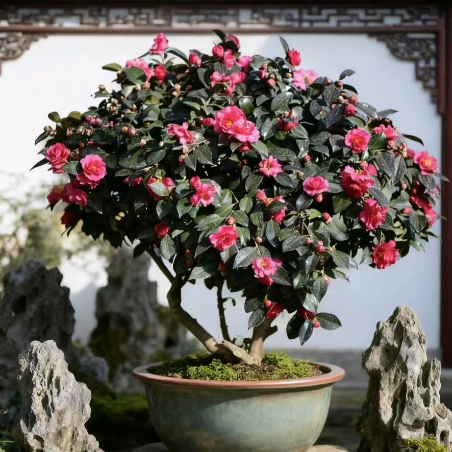 直播一物一拍精品茶梅盆栽地栽带花苞室内阳台庭院植物