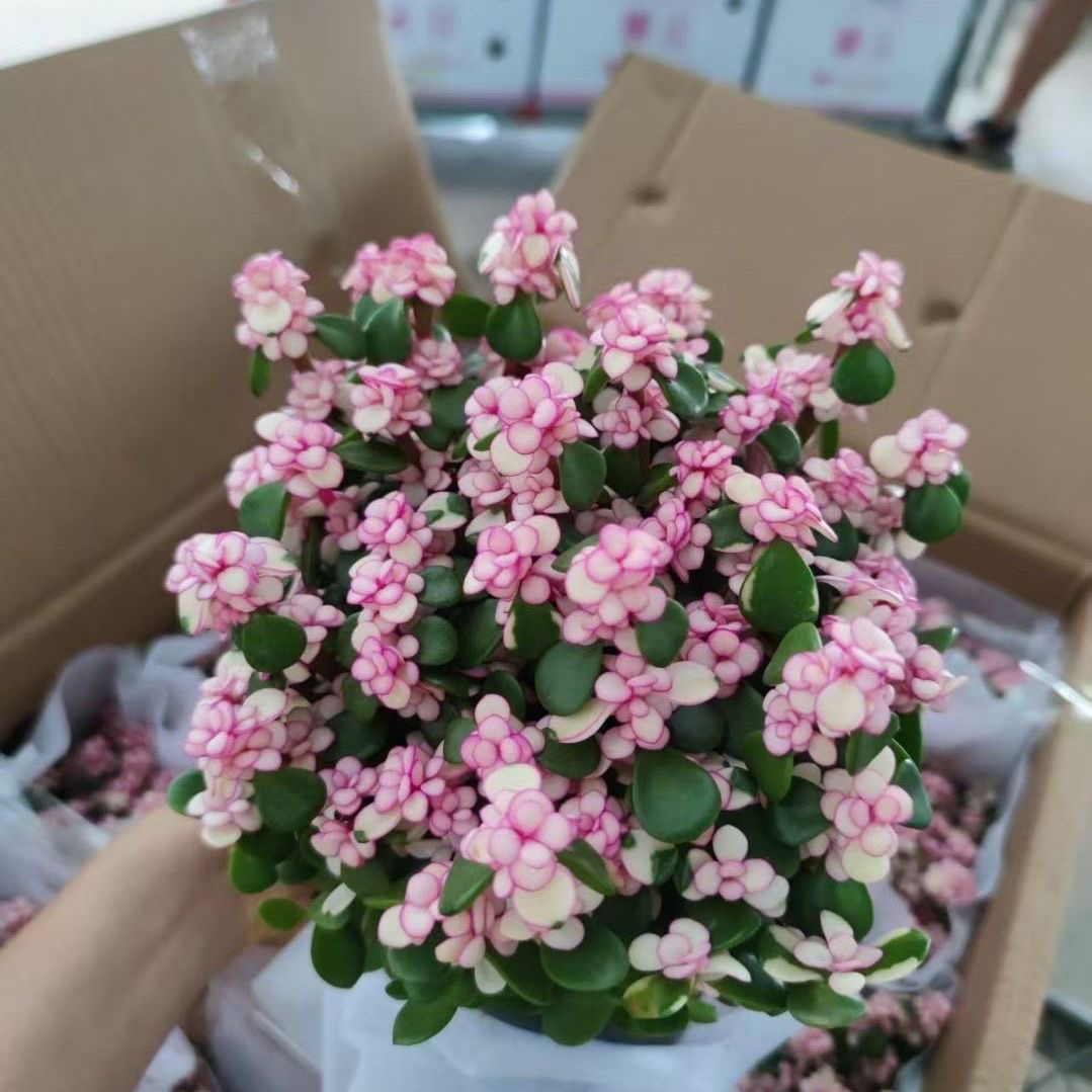 金枝玉叶盆栽多肉植物大型多肉雅乐之舞好养活耐晒学校办公室推荐