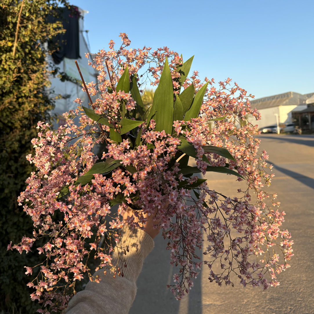 梦香兰--光宗粉梦香兰  保底10枝花剑，开花带香味