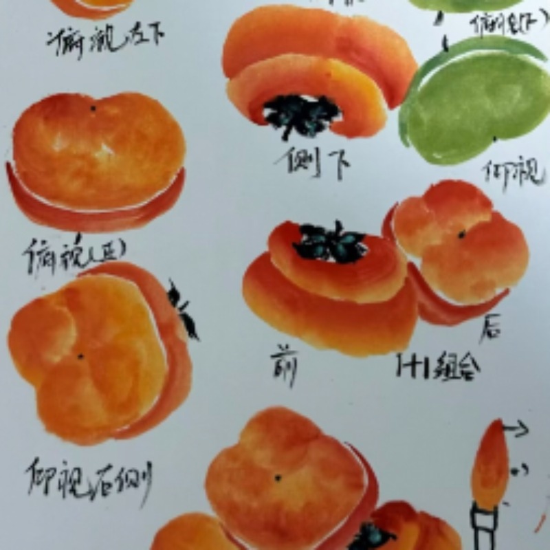 国画入门系统课程精讲（柿子 牡丹 荷花 梅兰竹菊等）