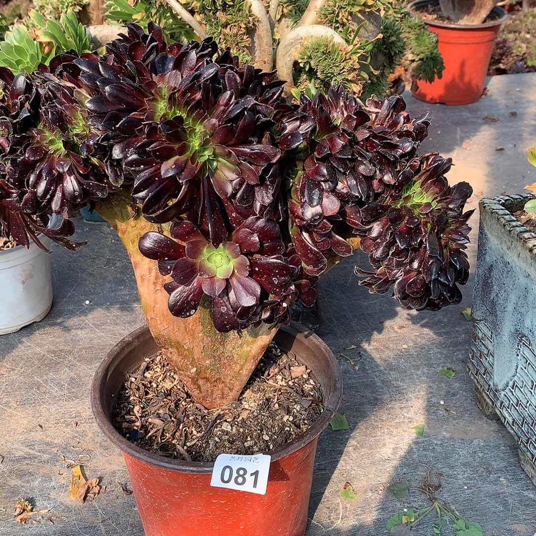 081欧紫缀化正版