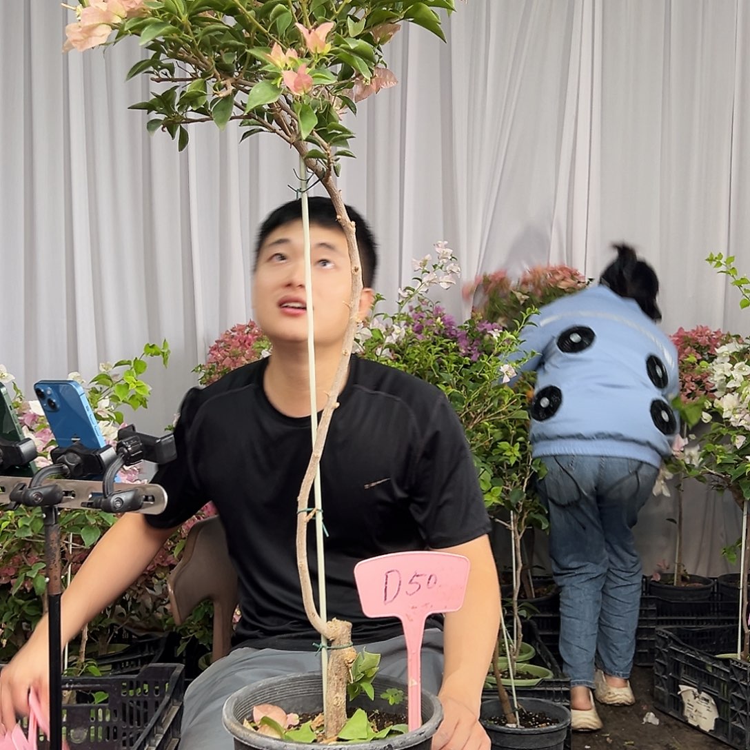 紫***苏当前无花栽培后可以开花D50 卡亚塔