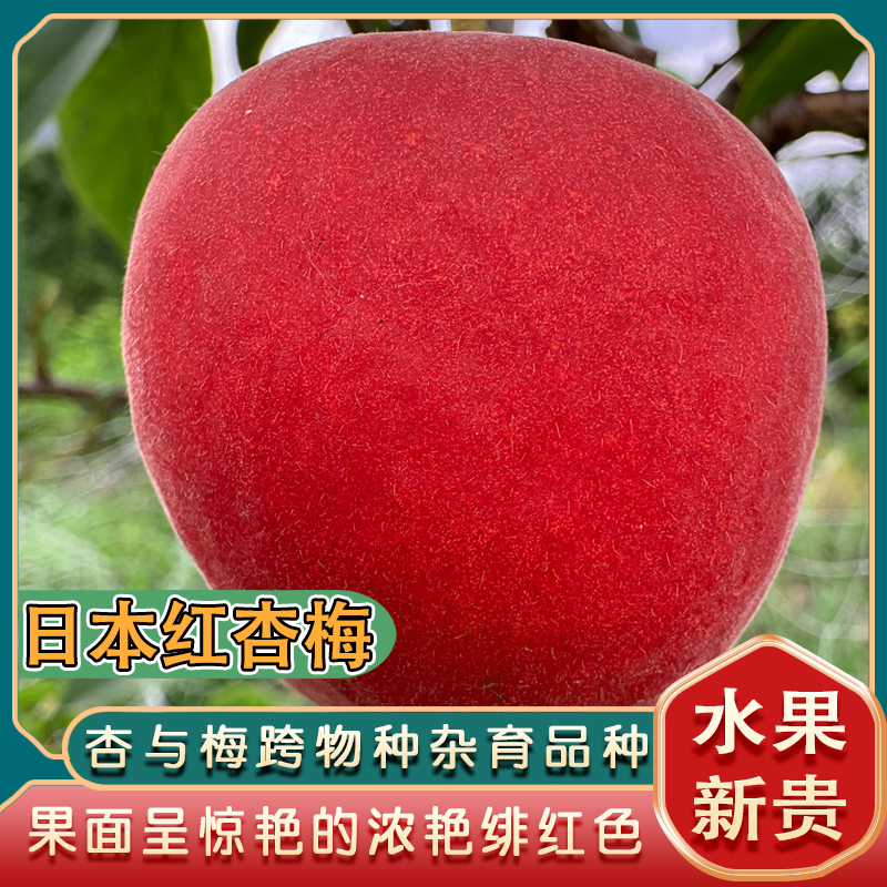 日本红杏梅苗/杏与梅跨物种杂交育成/尚无同类资源/味觉体验独特